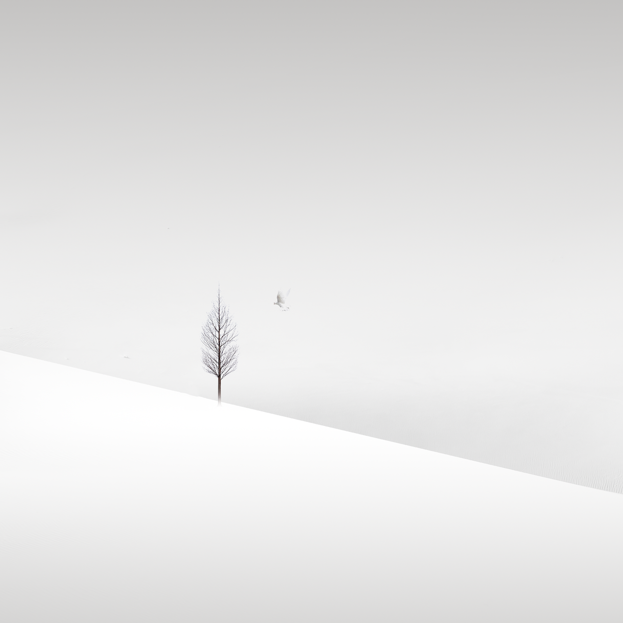 Solace