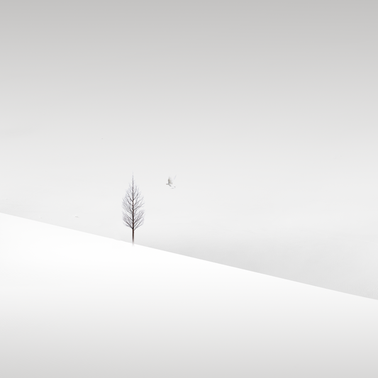 Solace